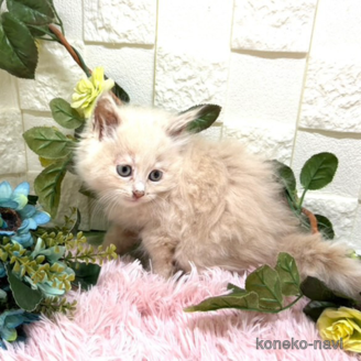 販売中の埼玉県のスコティッシュフォールド-117566の2枚目